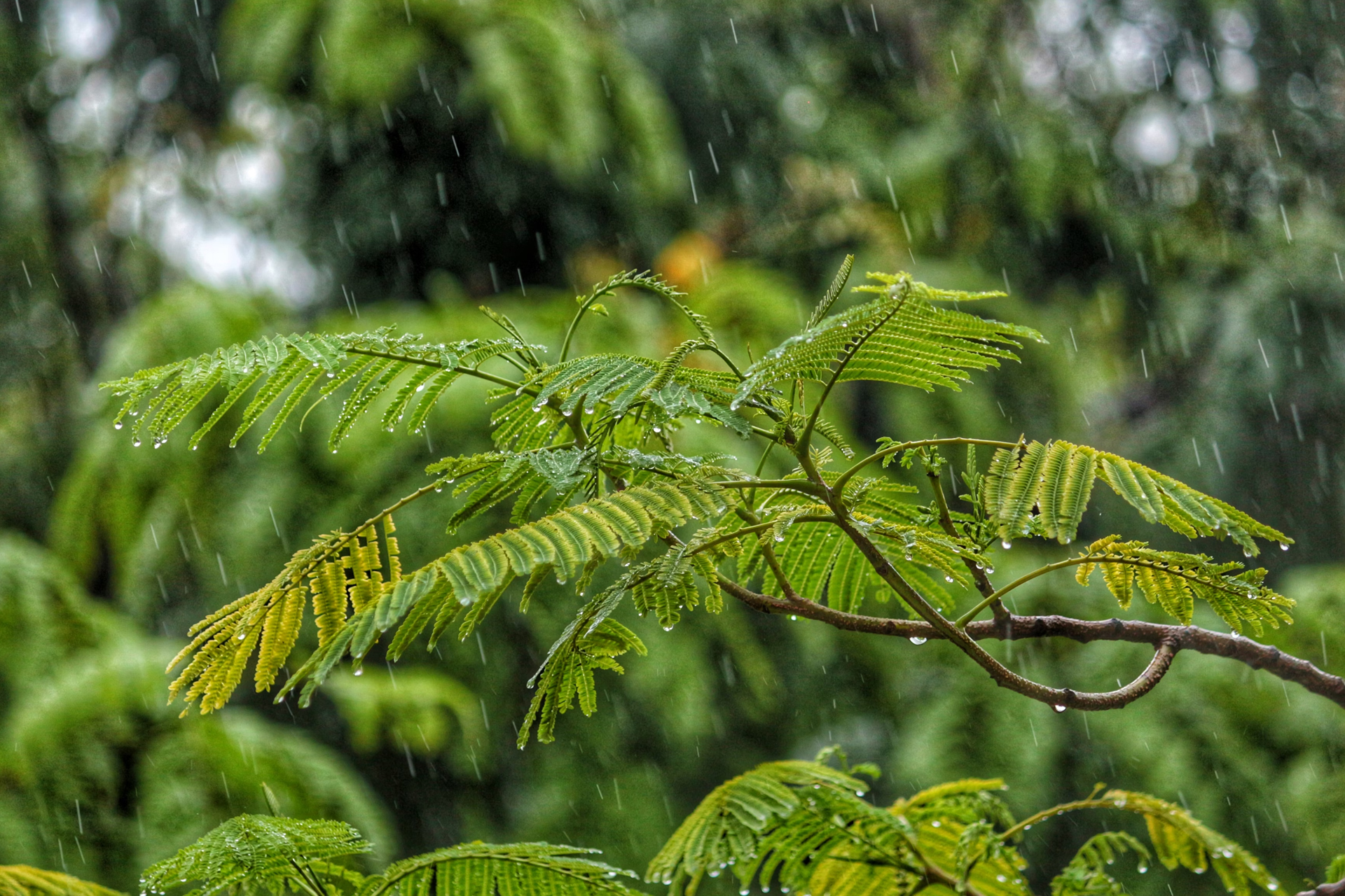 Rain falling onto a plant